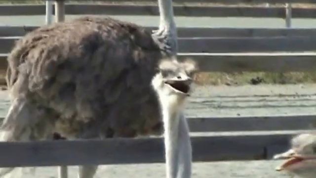 Денисовская страусиная ферма. Ostrich Farm