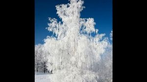 ИГОРЬ И АННА ВАСИЛЬЕВЫ-песня Белая берёза, стихи С. Есенина (Муз. И.  Васильева-хор для 12голосов)