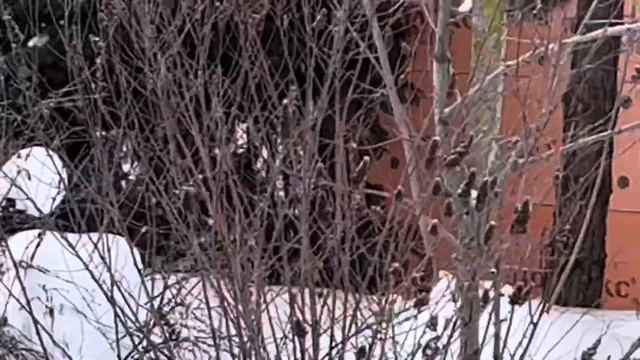 Большая горная собака Кавказская овчарка Кузьма #Кавказскаяовчарка #Кузьма #жизньвдеревне