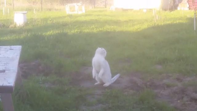 Охота на мух дача Тихон смотреть онлайн