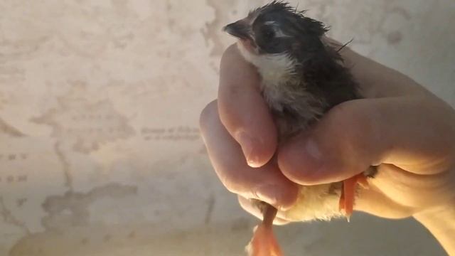 31.01.23 вылуп цыплята начинается, немного о волнистых попугаях смотреть онлайн