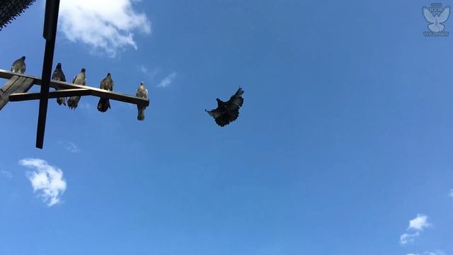 Николаевские голуби Шаталова Павла. Самара 21.07.2021 смотреть онлайн