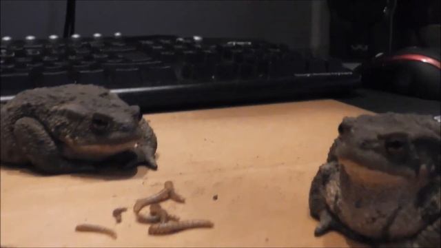 Panasonic HDC-SD40 Test: Feeding Toads смотреть онлайн