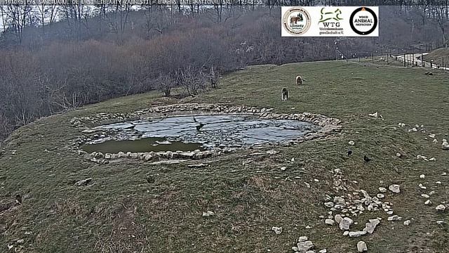 Купальный сезон открыт, а потом разминка #Медведи#МедвежийУгол#Румыния смотреть онлайн