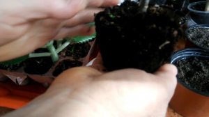 Каланхоэ дегремона - уход и размножение в домашних условиях.