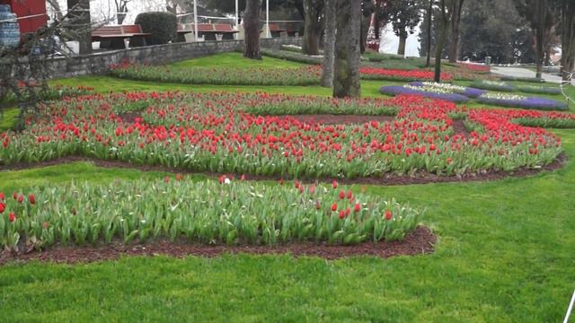 Море тюльпанов на восьмое марта! Spring, tulips смотреть онлайн
