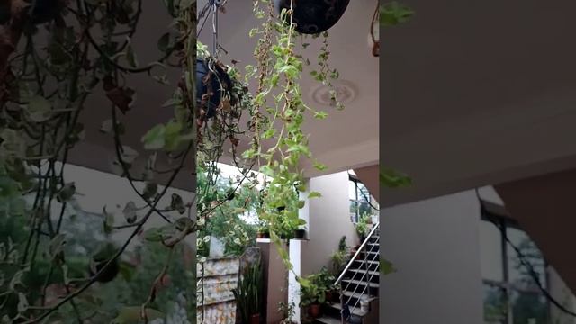 Callisia repens, creeping inchplant, turtle vine, succulent creeping plant from Mana Vistha's garde смотреть онлайн