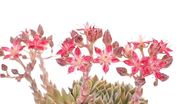 Graptopetalum Altair