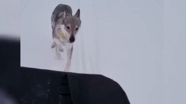 Снегоход Тайга патруль 800 свт - "первые шаги") Зима 21/22 Чехословацкая волчья собака на пробежке. смотреть онлайн