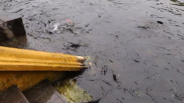 Озеро возвращенного меча. Ханой. Вьетнам (2019) смотреть онлайн