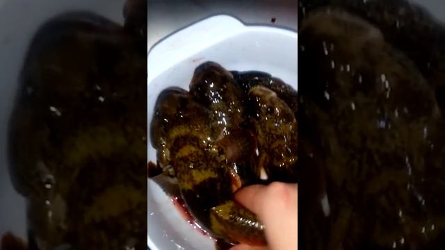 Сегодня у нас бычки Черноморские. смотреть онлайн