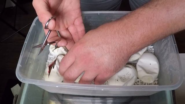 Ball python egg cutting video - first clutch of 2018 смотреть онлайн