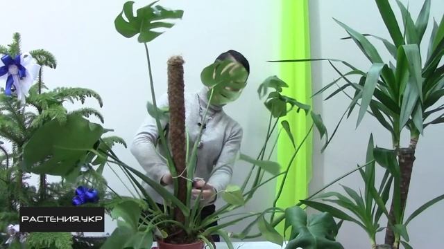 Как правильно подвязывать монстеру? / монстера уход в домашних условиях смотреть онлайн