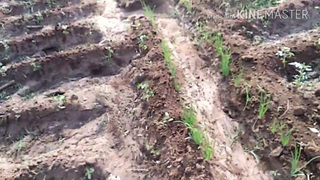 Tomato and onion plants/ #tomato #onion #agathi смотреть онлайн