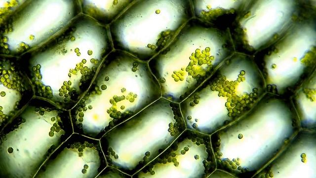 Растительные клетки под микроскопом смотреть онлайн