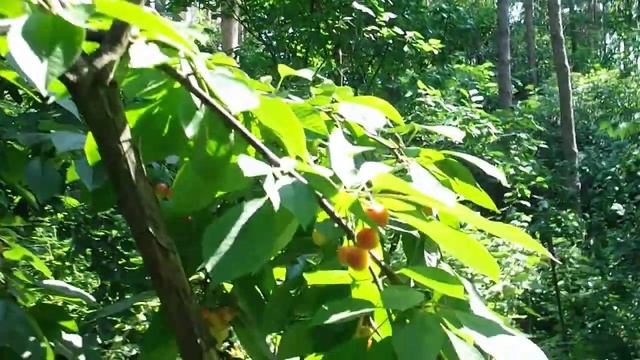 Черешня желтая Дончанка плодоношение смотреть онлайн