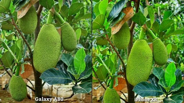 Samsung Galaxy A80 VS iPhone XR Camera Test Comparison/Galaxy A80 Review/iPhone XR Overview,Feature смотреть онлайн