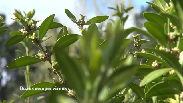 Buxus sempervirens - common box, European box or boxwood tree identification uk смотреть онлайн