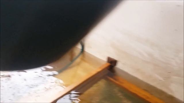 Получение потомства сома обыкновенного. Инкубация икры и подращивание смотреть онлайн