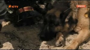 Первая встреча/ Макс и Пёс