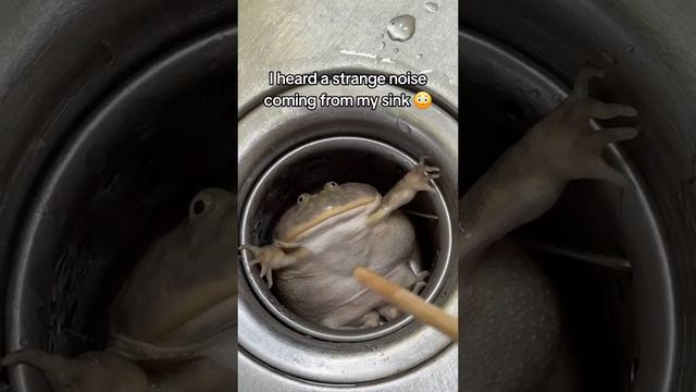 Лягушка в раковине