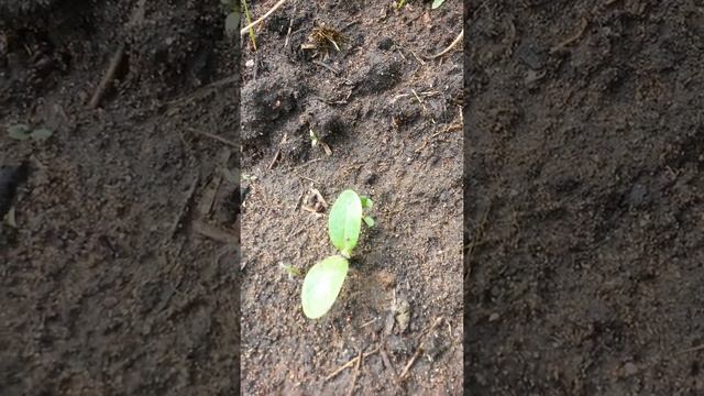 Пятый росток кабачка сорта Грибовский 37 Восемнадцатого Июня - у него только намечается третий лист смотреть онлайн