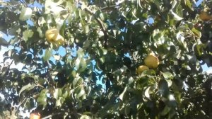 ГРУША ПРОСТО МАРИЯ - ЛУЧШИЙ ОСЕННИЙ СОРТ