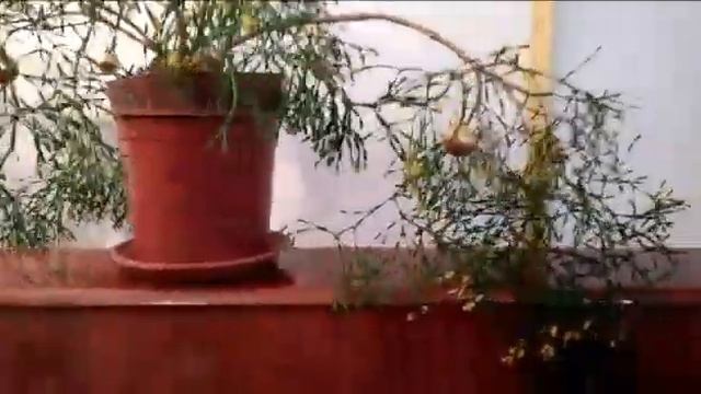 #комнатныерастения #новогоднийдизайн #хатиора / Хатиора в новогодних шариках