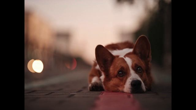 Обзор Fujifilm GFX 100 смотреть онлайн