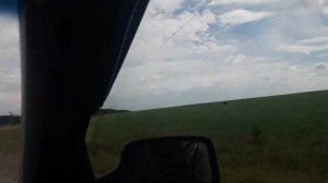 Корова заболела  после отела.  Начало кетоза у коровы. Большой дефицит кальция.