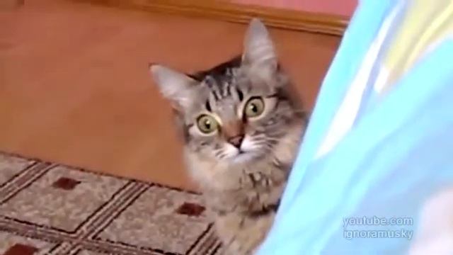 Кот Авантюрист The cat is planning something evil ) смотреть онлайн
