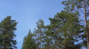 Оздоровление черепно-мозговых нервов Для мужчин Настрои академика Сытина Г.Н.