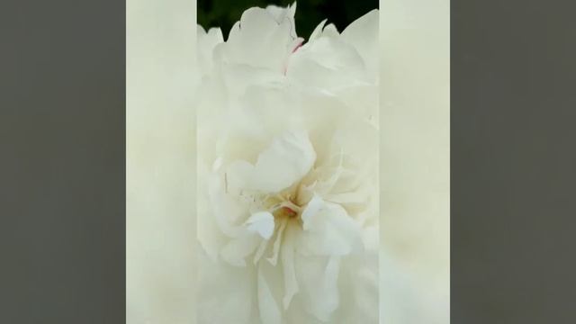 Мой красивый цветочный оазис во дворе. My flowering garden. Ландшафтный дизайн смотреть онлайн