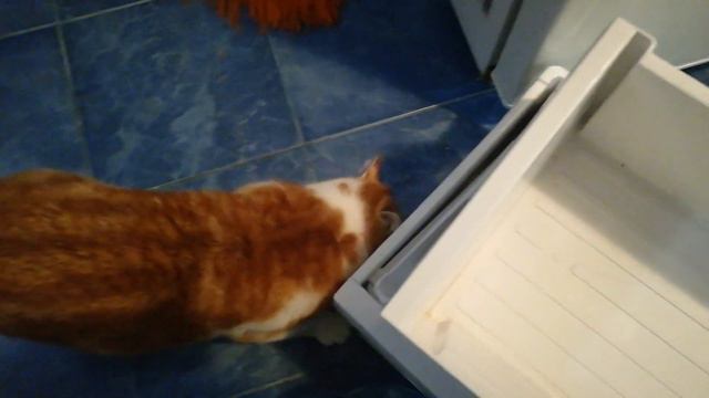 А котеньке нужно в НИЖНИЙ ящик! смотреть онлайн