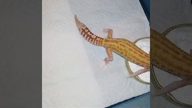 Самка эублефар. смотреть онлайн
