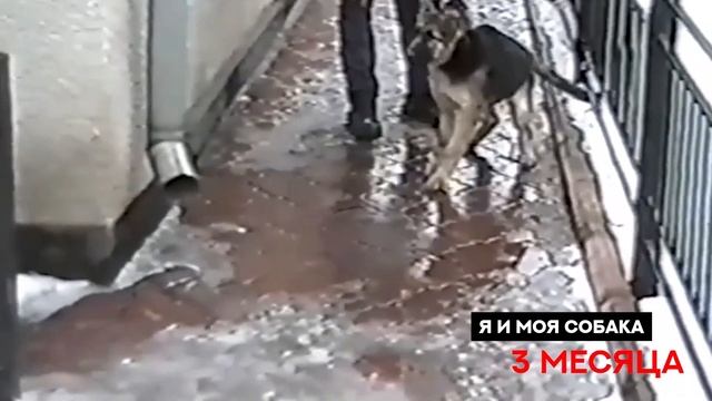 Основы подготовки охранных, защитных и караульных собак. The basics of service dog training. смотреть онлайн