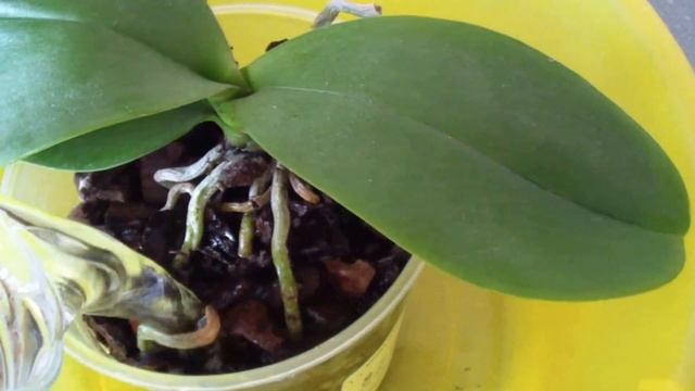 Как правильно поливать Орхидеи