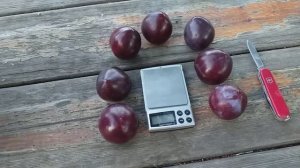 Слива без обработки? Мой опыт. Слива сорт Блек Стар (plum Black Star). Обзор и дегустация 2022 год
