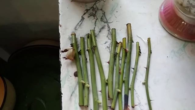 Проращивание черенков роз в песке. смотреть онлайн