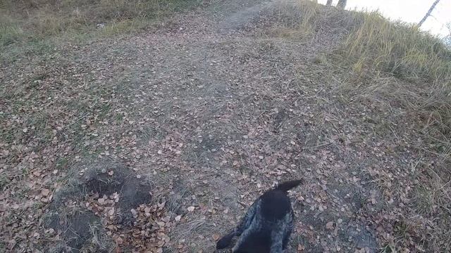 Утка с подхода. Дратхаар в деле. смотреть онлайн