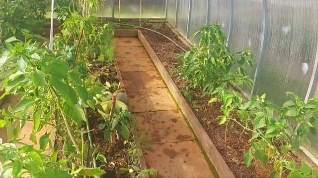 27 сентября Лен область?♀️?продолжение....уборка в теплице и сбор урожая#урожай#простаяеда#теплица