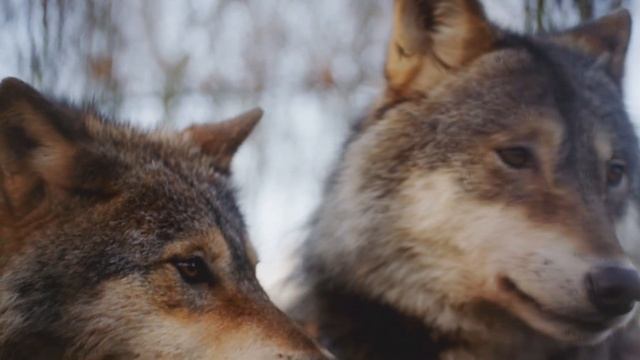 КАК ЖИВУТ ВОЛКИ? смотреть онлайн