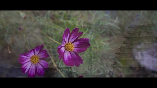 カメラ散歩 LEICA D LUX 7 2022 -10 -12 смотреть онлайн