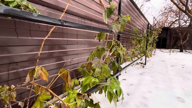 ПРОГУЛКА ПО САДУ: ОСЕННЯЯ ОБРЕЗКА РЕМОНТАНТНОЙ МАЛИНЫ, РАЗМЫШЛЕНИЯ! СУП С ФРИКАДЕЛЬКАМИ! смотреть онлайн