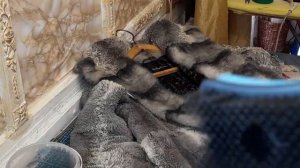 Чистим шубы из натурального меха в домашних условиях.