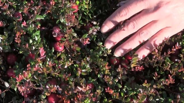 Клюква на маточнике кооператива "Архангельская клюква" смотреть онлайн