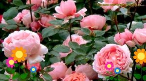 Роза кустовая Бразе Кэдфэл. Краткий обзор, описание характеристик Brother Cadfael