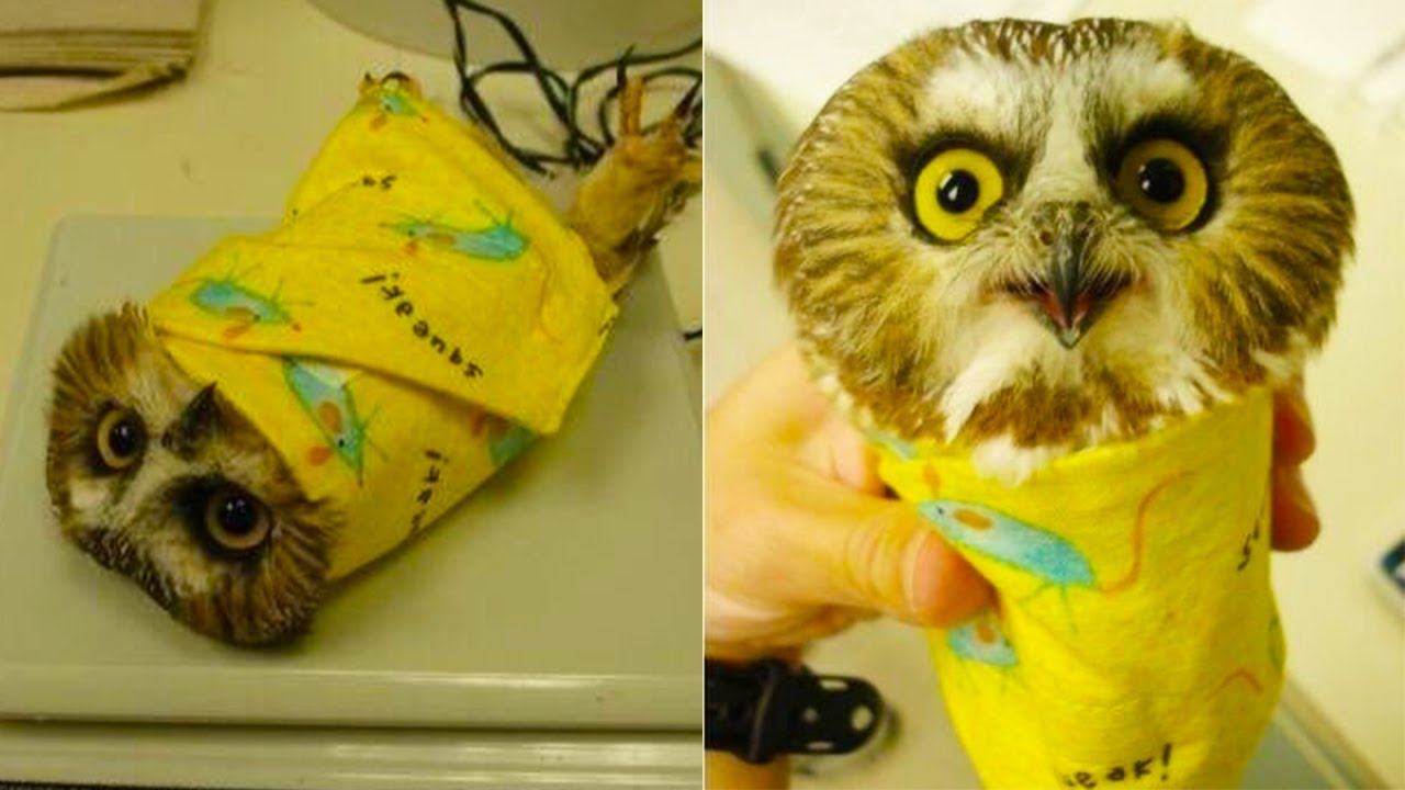 Вещи, Которые Вы Увидите Впервые в Жизни! смотреть онлайн