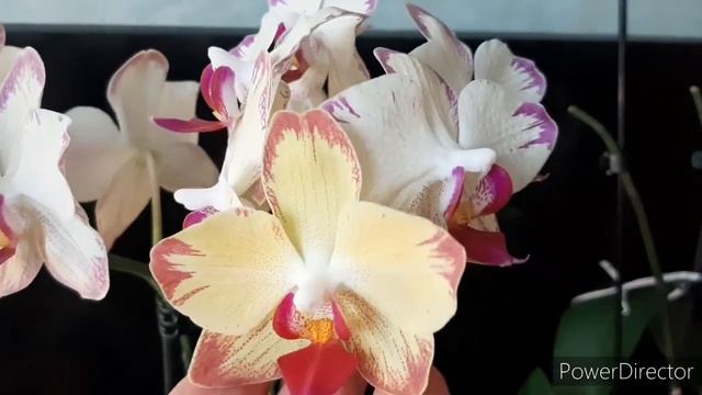 Самые долгоцветущие Орхидеи Фаленопсис (17 апреля 2022г.) смотреть онлайн