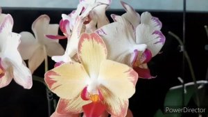 Самые долгоцветущие Орхидеи Фаленопсис (17 апреля 2022г.)